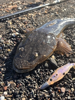 マゴチの釣果