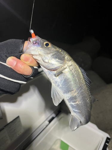 セイゴ（マルスズキ）の釣果