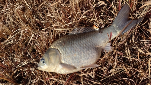 フナの釣果