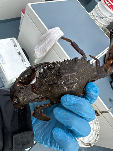 イシガニの釣果