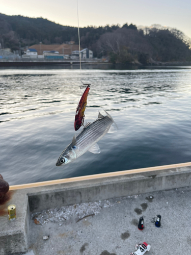 ボラの釣果