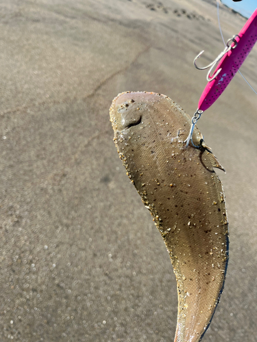 シタビラメの釣果