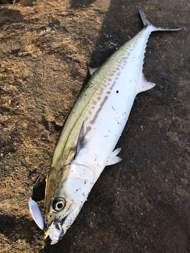 サゴシの釣果