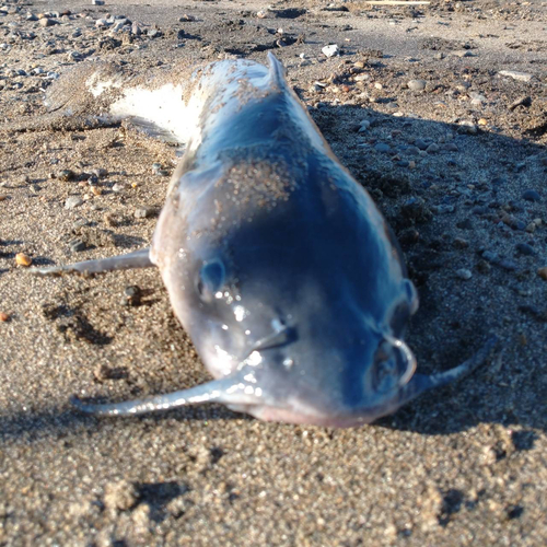 アメリカナマズの釣果