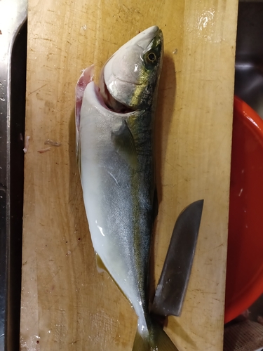 ツバスの釣果