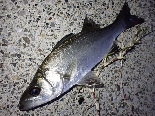 セイゴ（ヒラスズキ）の釣果