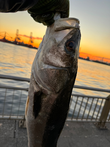 マルスズキの釣果