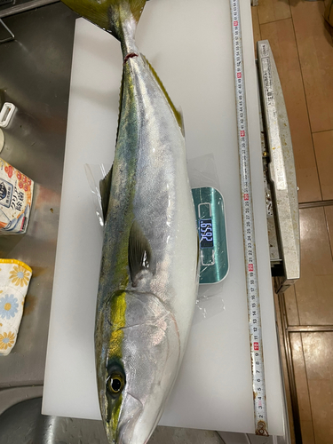 ハマチの釣果