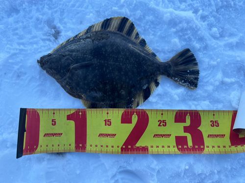 ヌマガレイの釣果