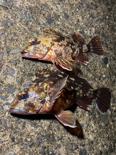 カサゴの釣果