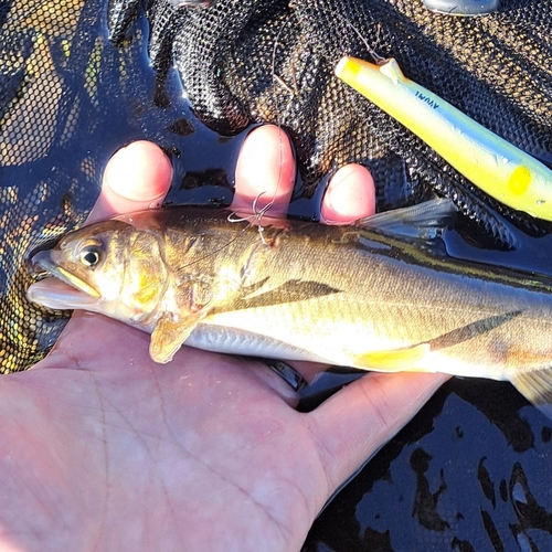 アユの釣果