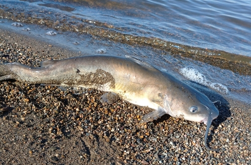 アメリカナマズの釣果