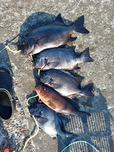 イシダイの釣果