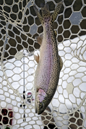 レインボートラウトの釣果