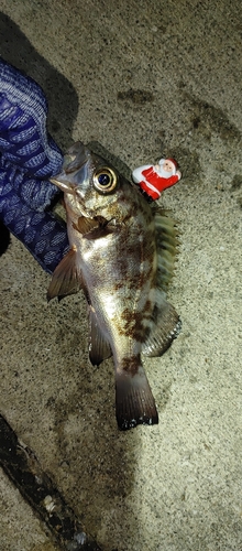 シロメバルの釣果