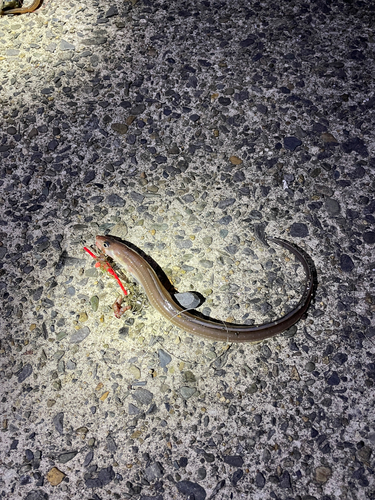 アナゴの釣果