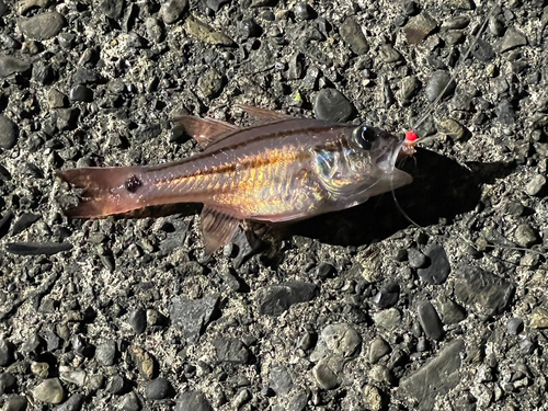 オオスジイシモチの釣果