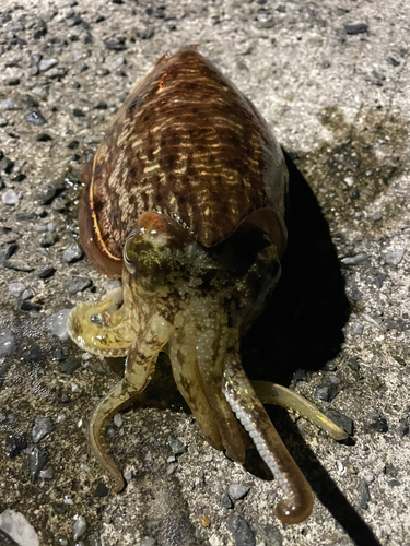 コウイカの釣果