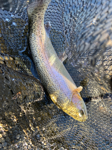 ニジマスの釣果