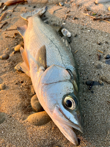 ヒラスズキの釣果