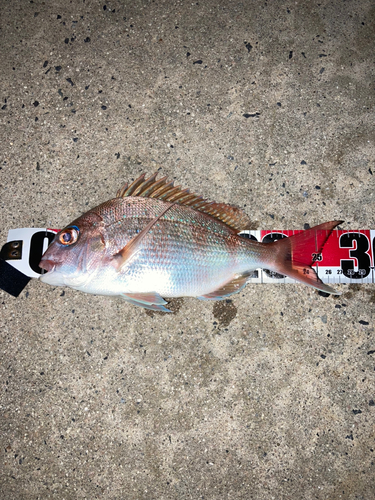 マダイの釣果