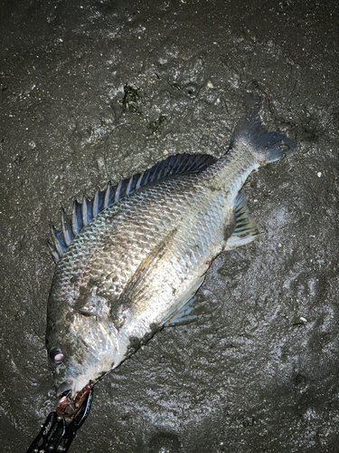 キビレの釣果