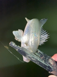 セイゴ（マルスズキ）の釣果