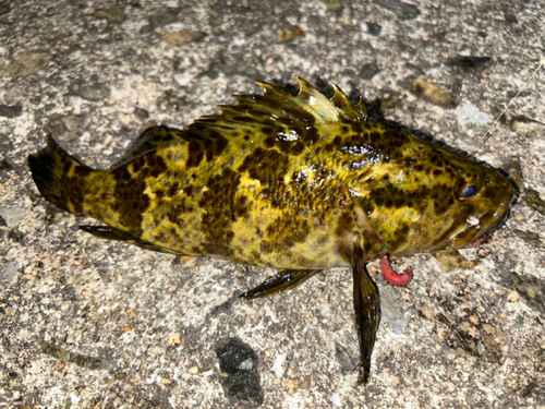 タケノコメバルの釣果