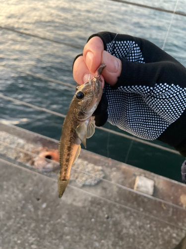 マハゼの釣果