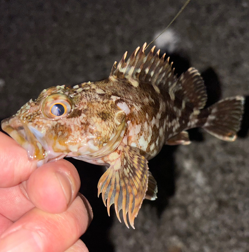 カサゴの釣果