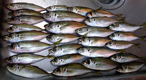 アジの釣果