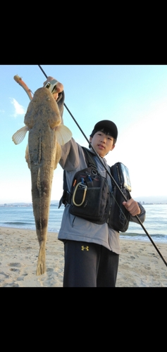 マゴチの釣果