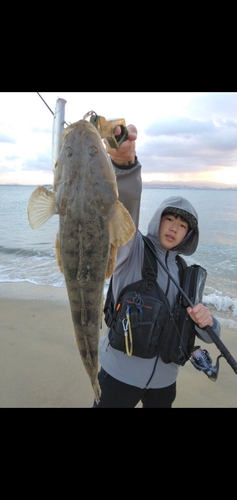 マゴチの釣果