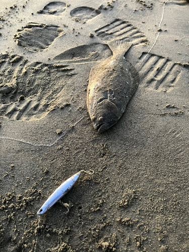 ヒラメの釣果