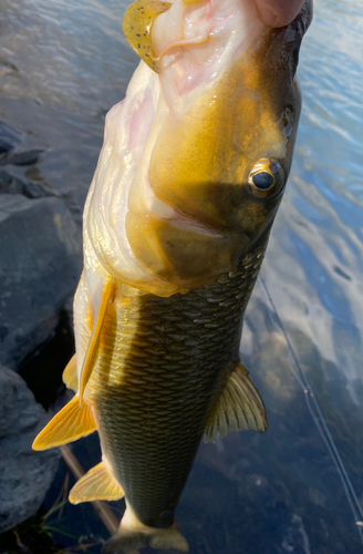 ニゴイの釣果