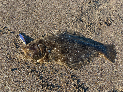 ヒラメの釣果