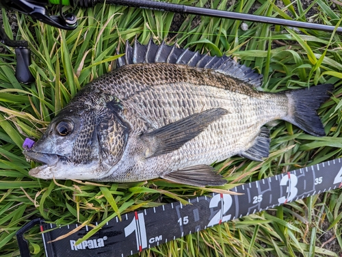 チヌの釣果