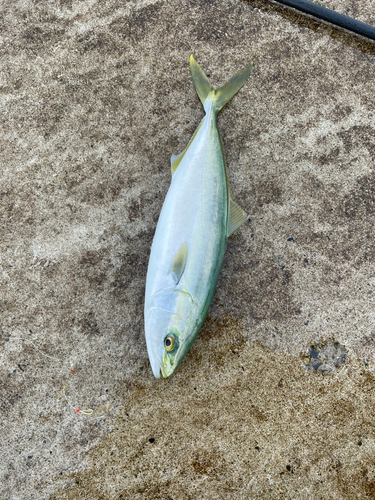 ワカシの釣果