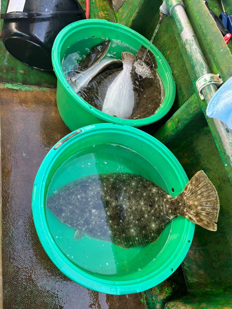 釣って食べたいさんの釣果 2枚目の画像