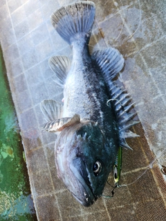 クロソイの釣果