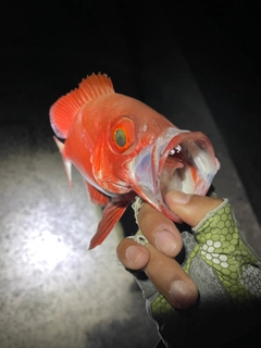 ホウセキキントキの釣果