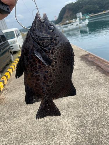 イシガキダイの釣果