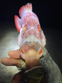 ゴマヒレキントキの釣果