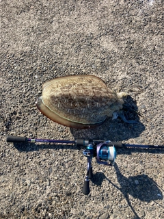 モンゴウイカの釣果