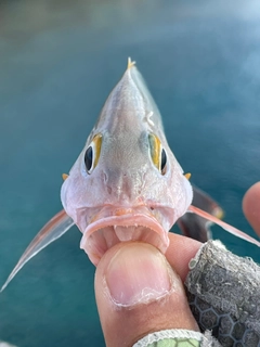 ヒメフエダイの釣果