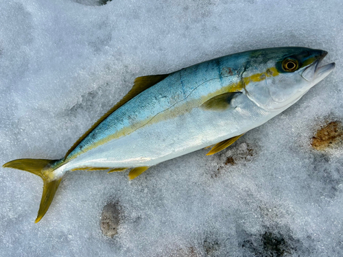 ヒラマサの釣果