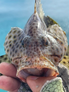 シロブチハタの釣果