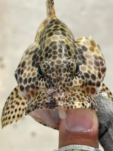 カンモンハタの釣果