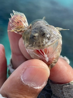 エソの釣果