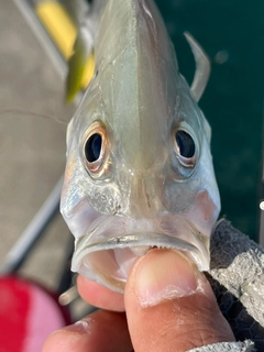 オニヒラアジの釣果